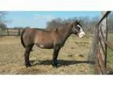 Gorgeous grulla overo 1 4 draft cross mare