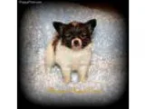 X Tiny Huggi