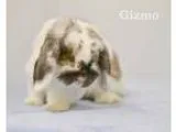 Adopt Gizmo a Mini-Lop