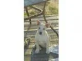 Adopt Hansel a Husky