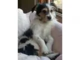 Adopt CHARLIE a Jack Russell Terrier