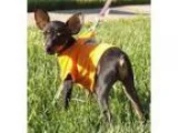 Adopt Nina a Miniature Pinscher