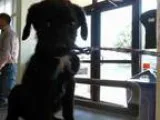 Adopt SAMSON a Labrador Retriever  German Shepherd Dog  Mixed do