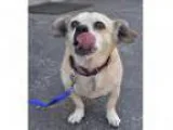 Adopt Cookie - Adoption Pending a Pug
