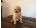 William1 Goldendoodle Puppies For Sale