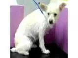 Adopt Cindy a Schnauzer Jack Russell Terrier