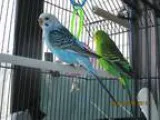 Adopt Francis and Clare a Green Parakeet - Other bird in East Ha