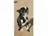 Reliable Responsible Pet Sitter you need