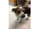 Adopt Shiloh a Jack Russell Terrier