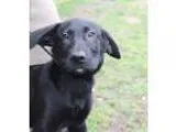 Adopt Marri Foster Needed a Labrador Retriever Retriever