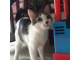 Adopt Nyla (foster care) a Brown Tabby Domestic Shorthair (short
