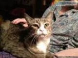 Very mellow sweet neutered male cat litter box trained very clea