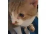 Adopt Gypsy a Domestic Shorthair  Mixed cat in Duluth MN (154604