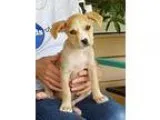 Adopt Georgina a TanYellowFawn - with White Australian Cattle Do