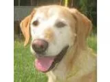 Adopt Elton a TanYellowFawn Labrador Retriever  Mixed dog in Cha