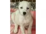 Adopt Freckles a White - with Black Jack Russell Terrier  Terrie