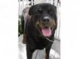 Adopt Kaki a Rottweiler