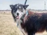 Adopt CHESTER a Border Collie American Eskimo Dog