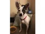 Adopt Lavern a Terrier