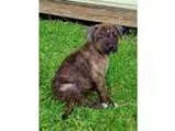 Adopt Timmy a White Pit Bull Terrier  Mixed dog in Franklinville