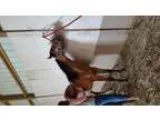 Adopt Marc a Arabian