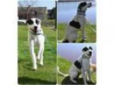 Adopt Perdita a White - with Black Labrador Retriever  Great Pyr