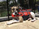 LaPooch Mobile Pet Grooming