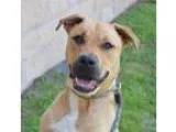 Adopt Ricky a Terrier