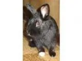 Adopt Adago-SPECIAL NEEDS a Black Lionhead  Mixed (medium coat) 