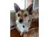 Got Pets Travel Work Let Us Help You Take Care of Your Pet s Whe