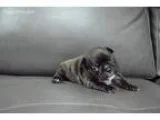 Akc Princess