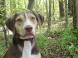 Adopt Callie a Beagle  Labrador Retriever  Mixed dog in York SC 