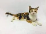 Adopt Rey a Calico or Dilute Calico Domestic Shorthair (short co
