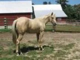 Heyer Quarter Horses
