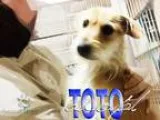 Adopt Toto a Terrier (Unknown Type Small)  Mixed dog in Fort Wor