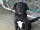 Adopt Ukie a Shetland Sheepdog Sheltie Black Labrador Retriever