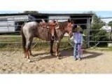 Trail deluxe red roan mare