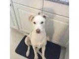 Buddy II - Male American Pit Bull Terrier Mix