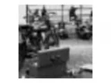 Free spayed calico cat