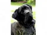 Adopt Guinness a Neapolitan Mastiff