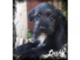 Adopt Lucky a GrayBlueSilverSal t and Pepper Labrador Retriever 