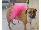 Adopt Millie - Courtesy Post a Boxer  Mixed dog in Euless TX (15