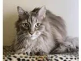 Adopt Claire a Maine Coon