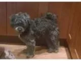 Adopt Charity a Terrier Affenpinscher
