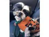 Adopt Branson a Lhasa Apso  Mixed dog in Santa Fe TX (15453082)