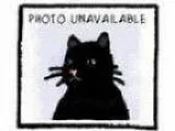 Adopt Baby a Domestic Short Hair