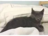Adopt Slate a Domestic Short Hair