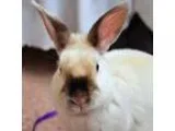 Adopt Franklin a Mini Rex  Mixed rabbit in Des Moines IA (153249