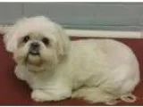 Adopt Clover 0B5B a Shih Tzu
