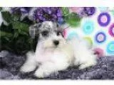 Ritz Blue Merle Parti - M. SchnauzerHold